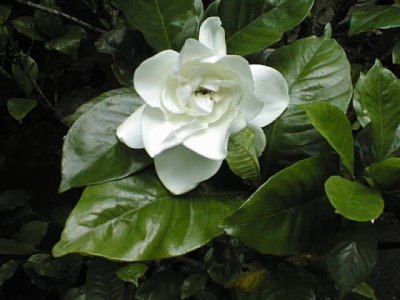 gardenia2.jpg