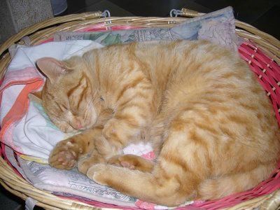 gatto-rosso-che-dorme-800.jpg