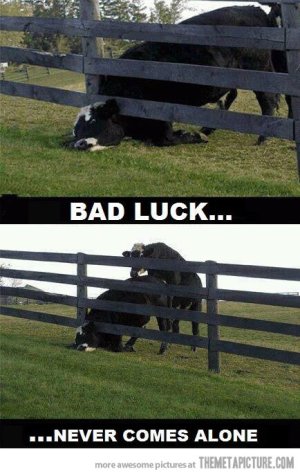 funny-cow-fence-bull.jpg