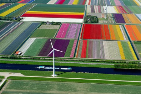 Aerial Photographs of Tulip Fields in the Netherlands by Normann Szkop.jpg