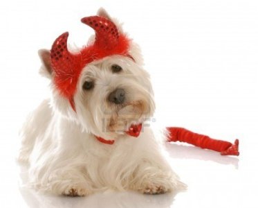 5307889-west-highland-white-terrier-dressed-up-as-a-devil.jpg