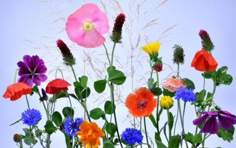 Abschiedsblumen-vom-Sommer-a28963976.jpg