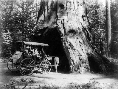 Pioneer Cabin Tree 2.jpg