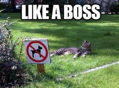 cat-humor-funny-like-a-boss-600x445.jpg