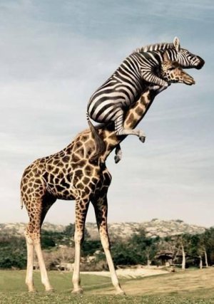 Zebra_aggrappata_ad_una_giraffa.jpg