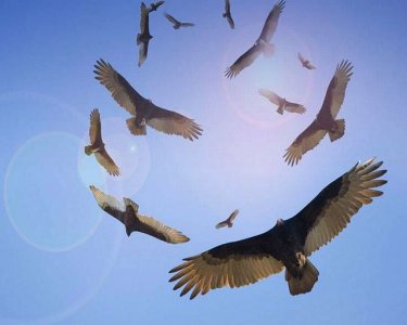 avvoltoi+in+volo.jpg