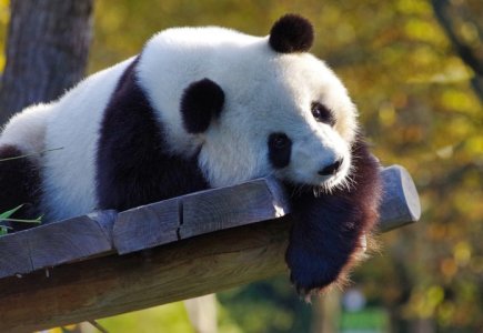 Panda-696x480.jpg