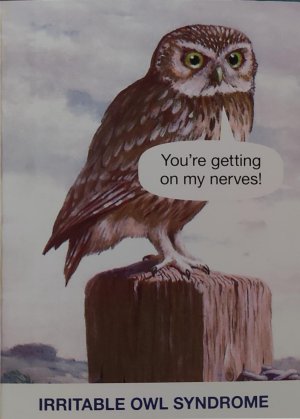 Owl IOS.jpg