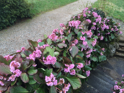 main_bergenia2.png