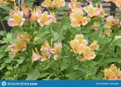 alstroemeria-di-fiori-giglio-peruviani-pianta-alstroemeriaceae-218104689.jpg