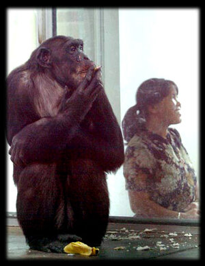 FUMATORE scimmia.jpg