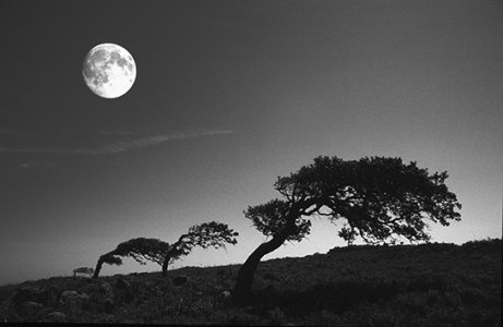 alberi-curvi-con-luna.jpg