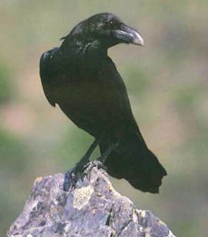 corvo 10.jpg