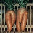 carote e carote.jpg