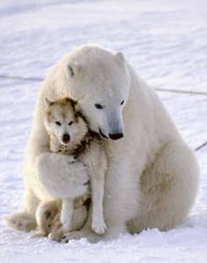 polar-bear-funny-dog-death-hug.jpg