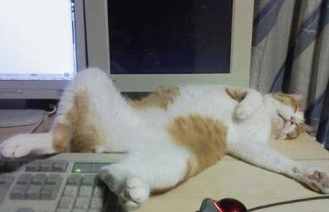 gattosvenutodavanticomputer.jpg
