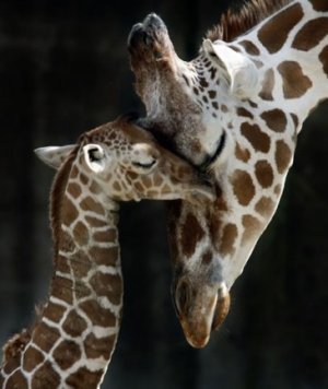giraffamammafoto.jpg