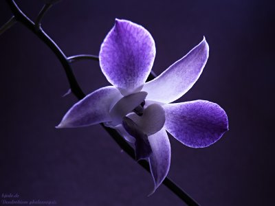 5-orchidea-viola.jpg