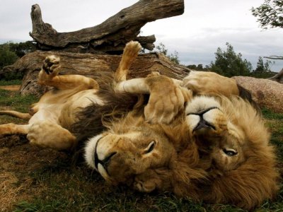 lion-brothers-australia_3637_990x742.jpg