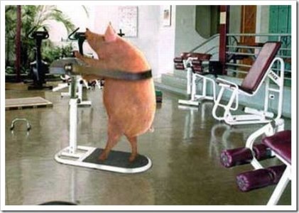 funny_pig_in_the_gym.jpg