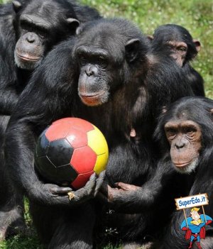 squadra_di_calcio_di_scimmie.jpg