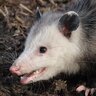 opossumdelbotswana