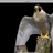 FalcoPellegrino